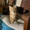 Kitten sitting on a striped cushion in front of wooden chairs
